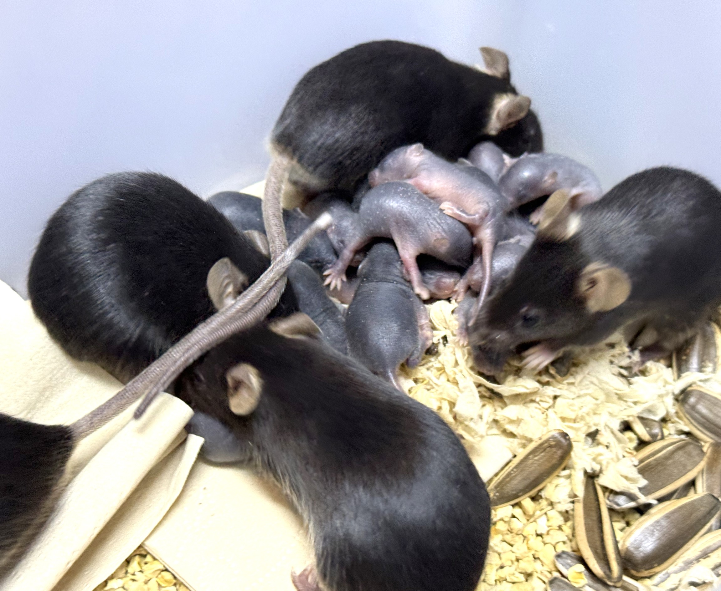 高原急性缺氧肠道应激损伤小鼠模型的构建与评价