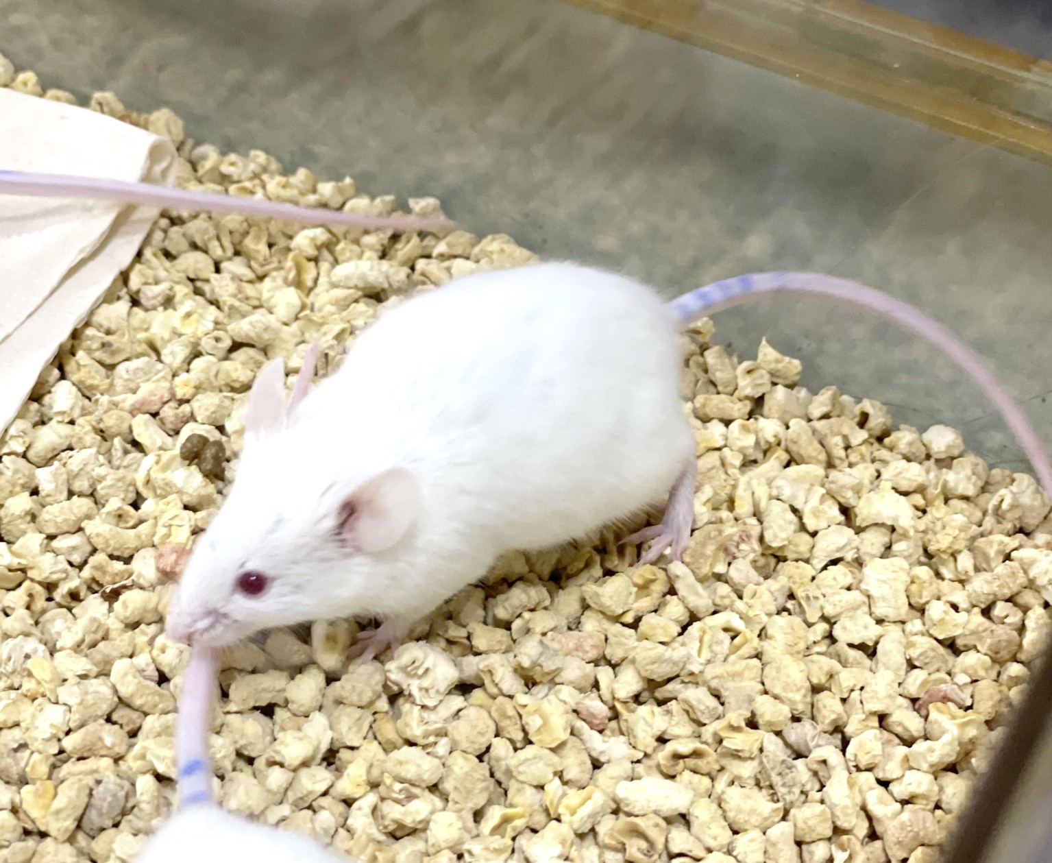 小鼠实验中发现​非酒精性脂肪肝病发生和发展的关键调控分子
